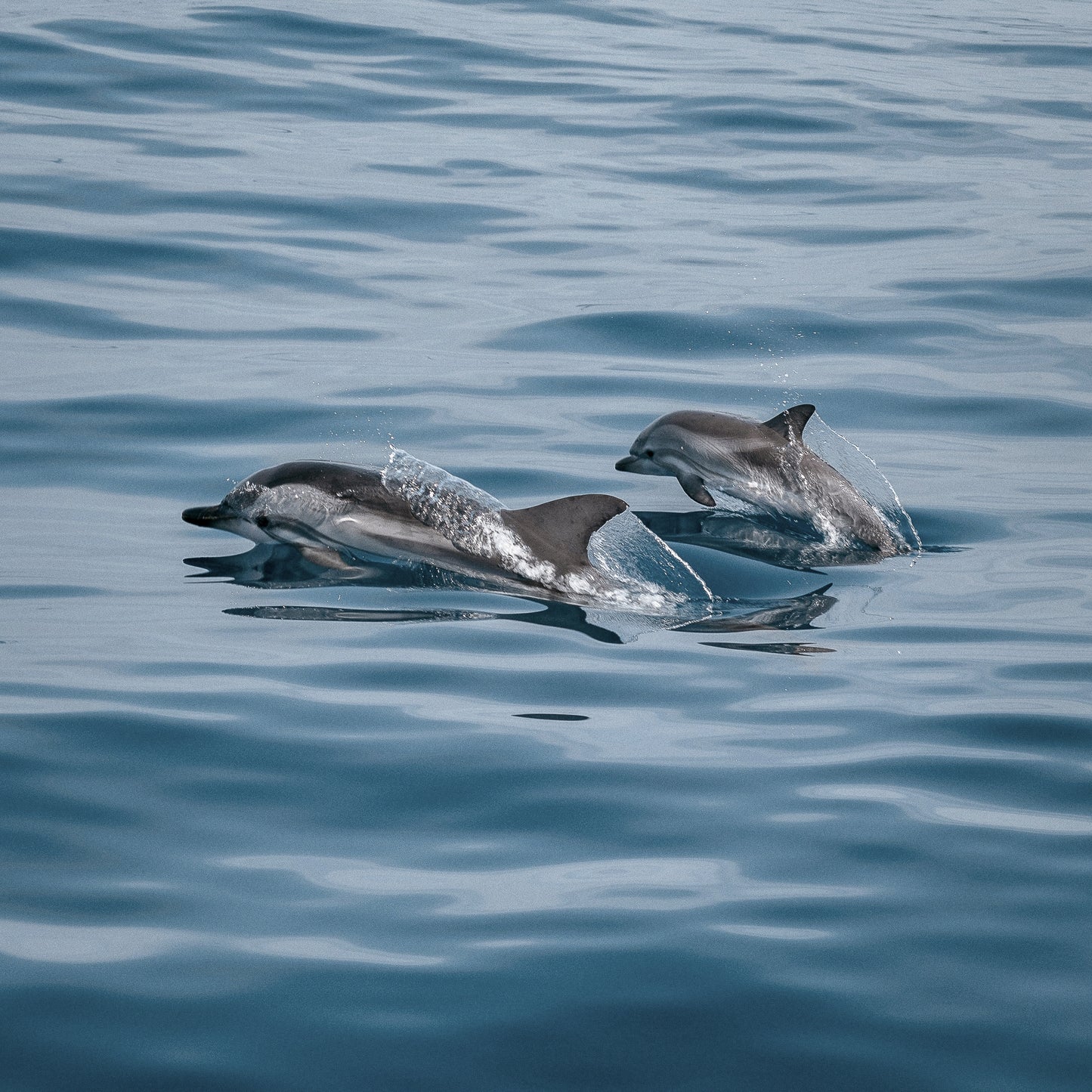 Dolphin