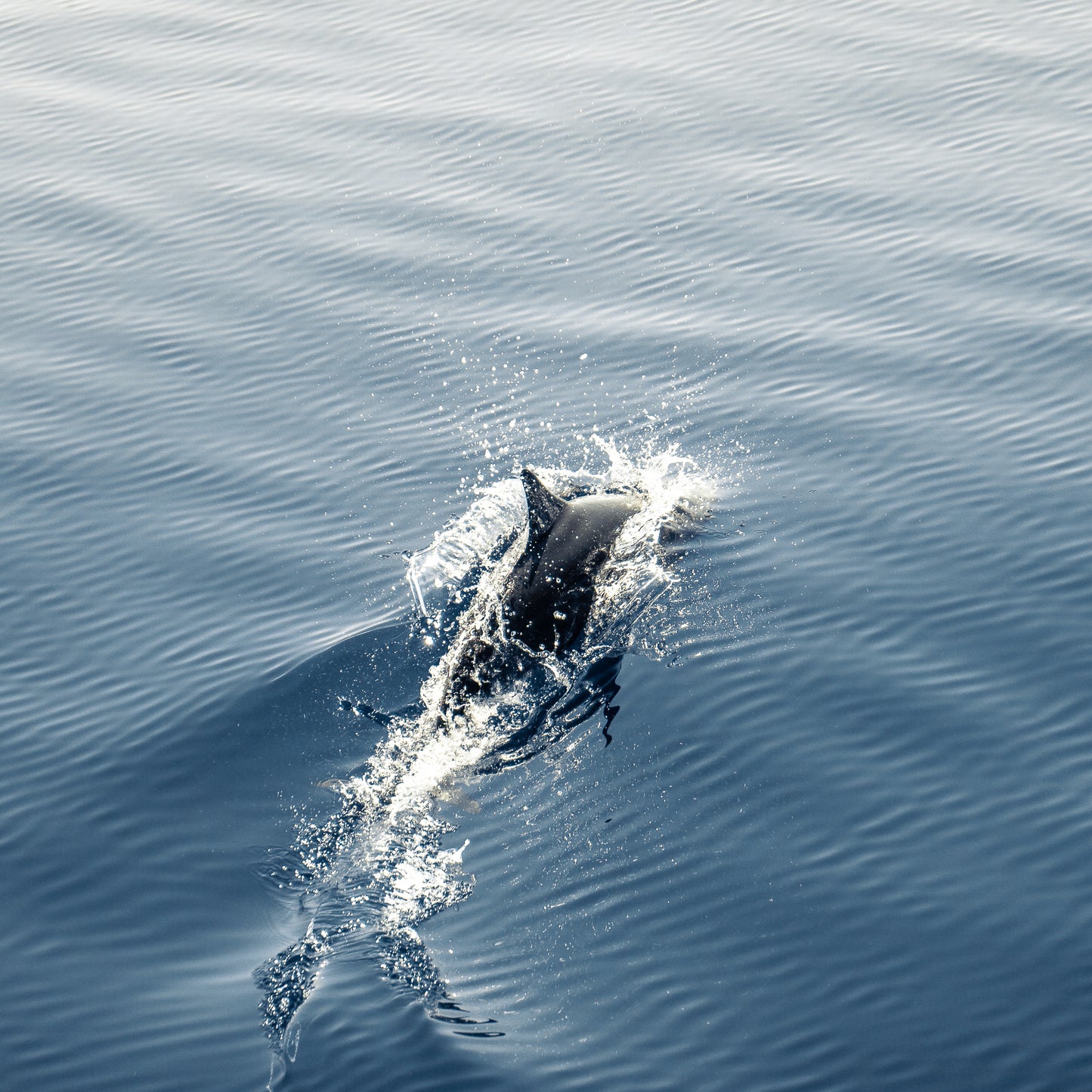 Dolphin