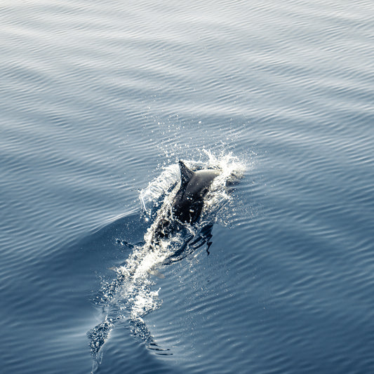 Dolphin
