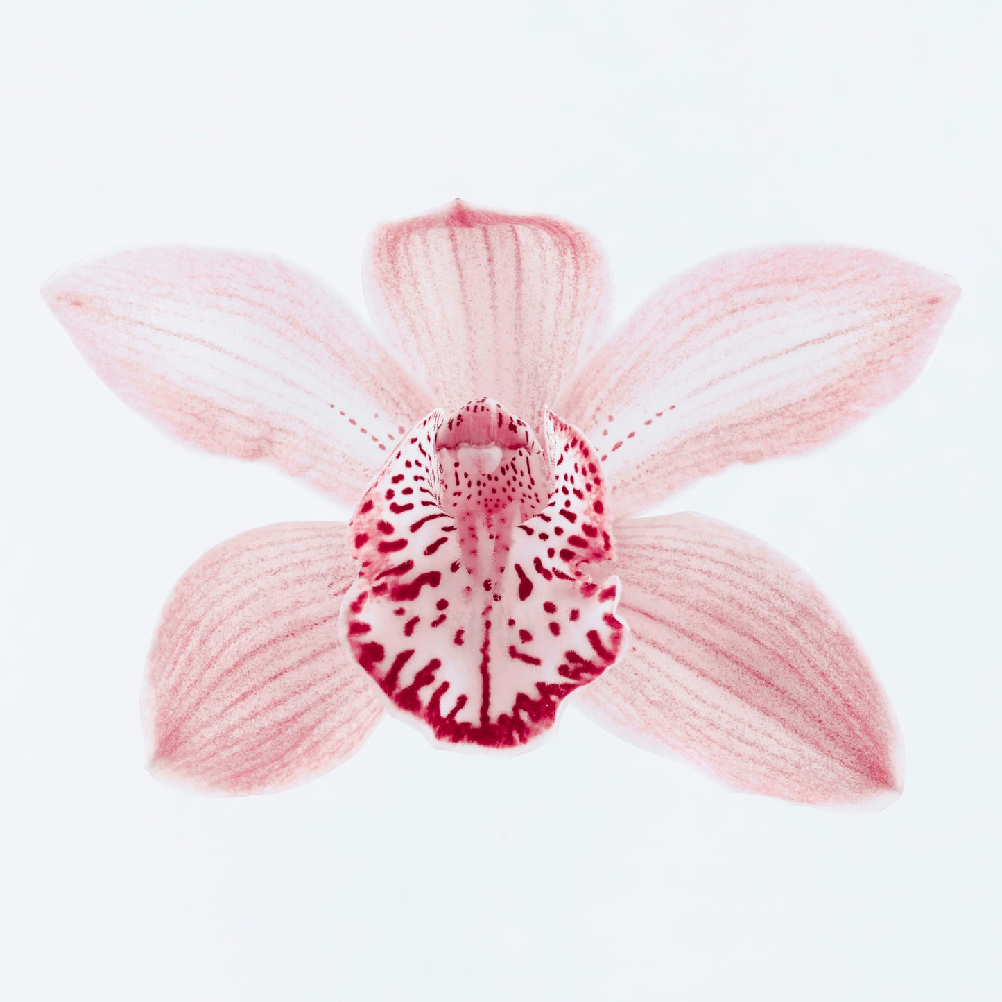 Orchid