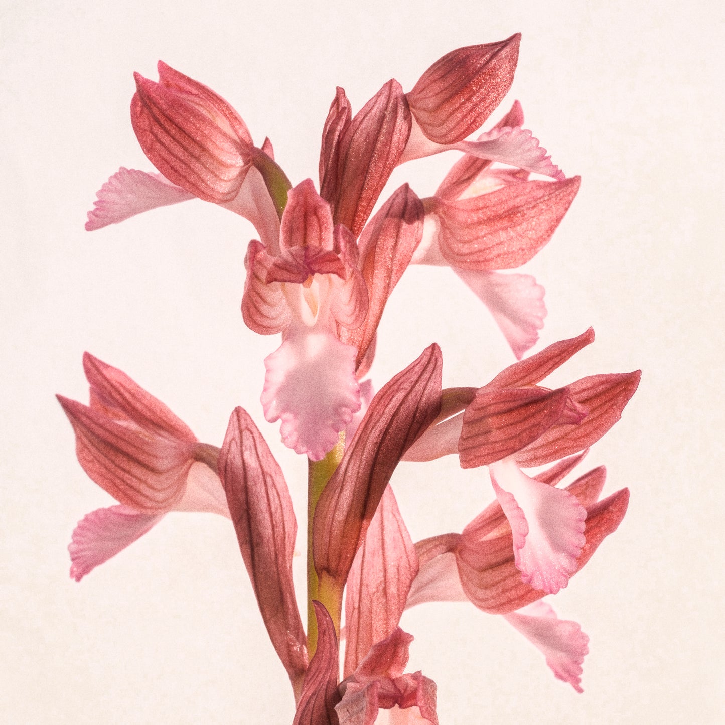 Orchid