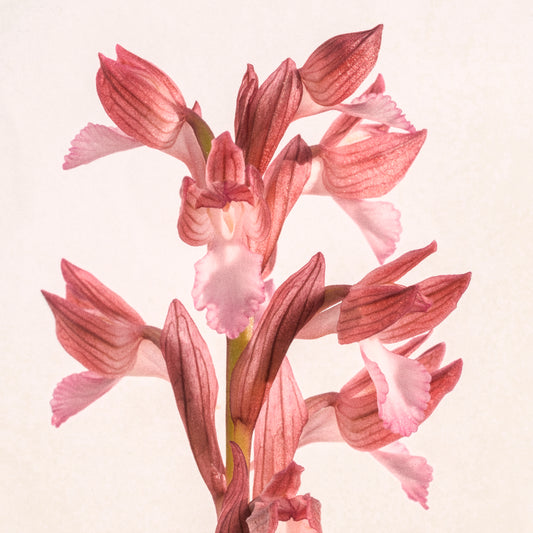 Orchid