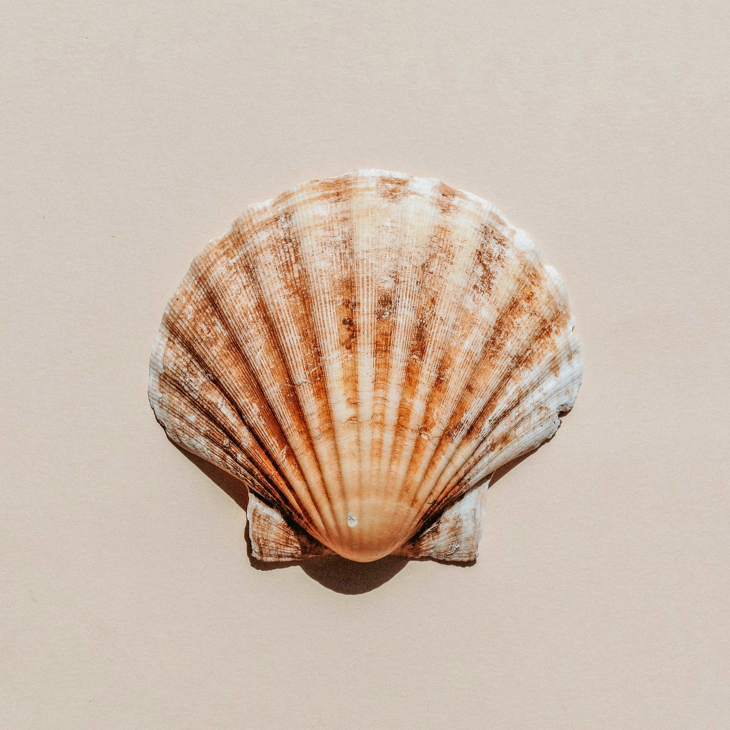 Shell