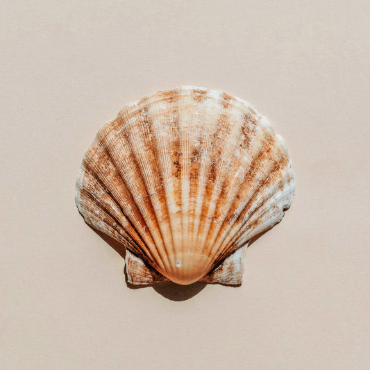 Shell