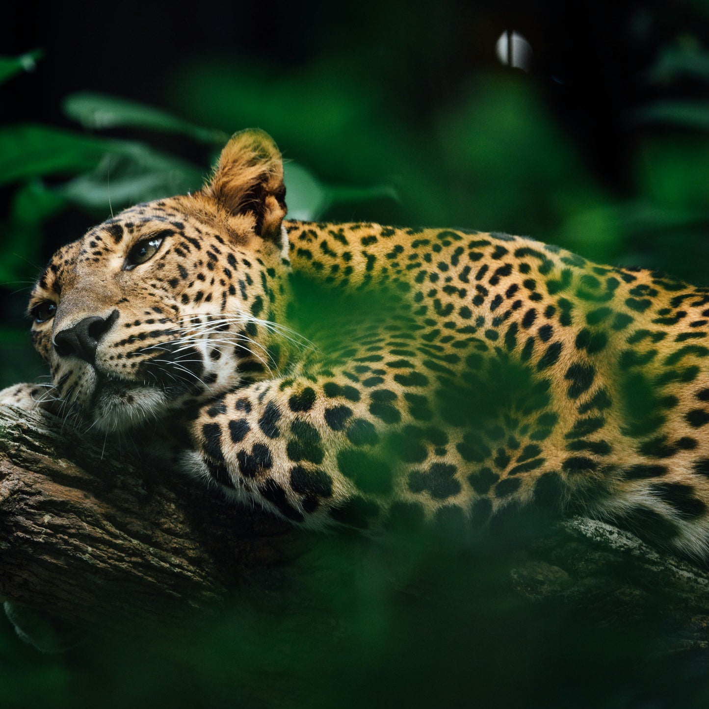 Leopard
