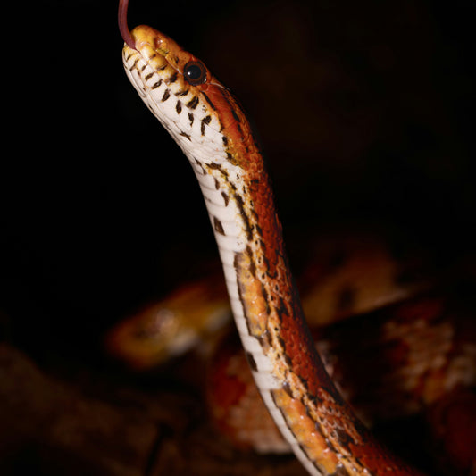 Snake